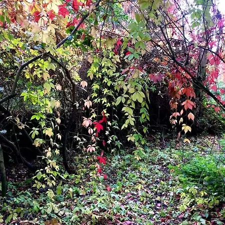 Forestry Cottage. Hot Tub, Open Fire, Dog Friendly Gaywood Exterior photo